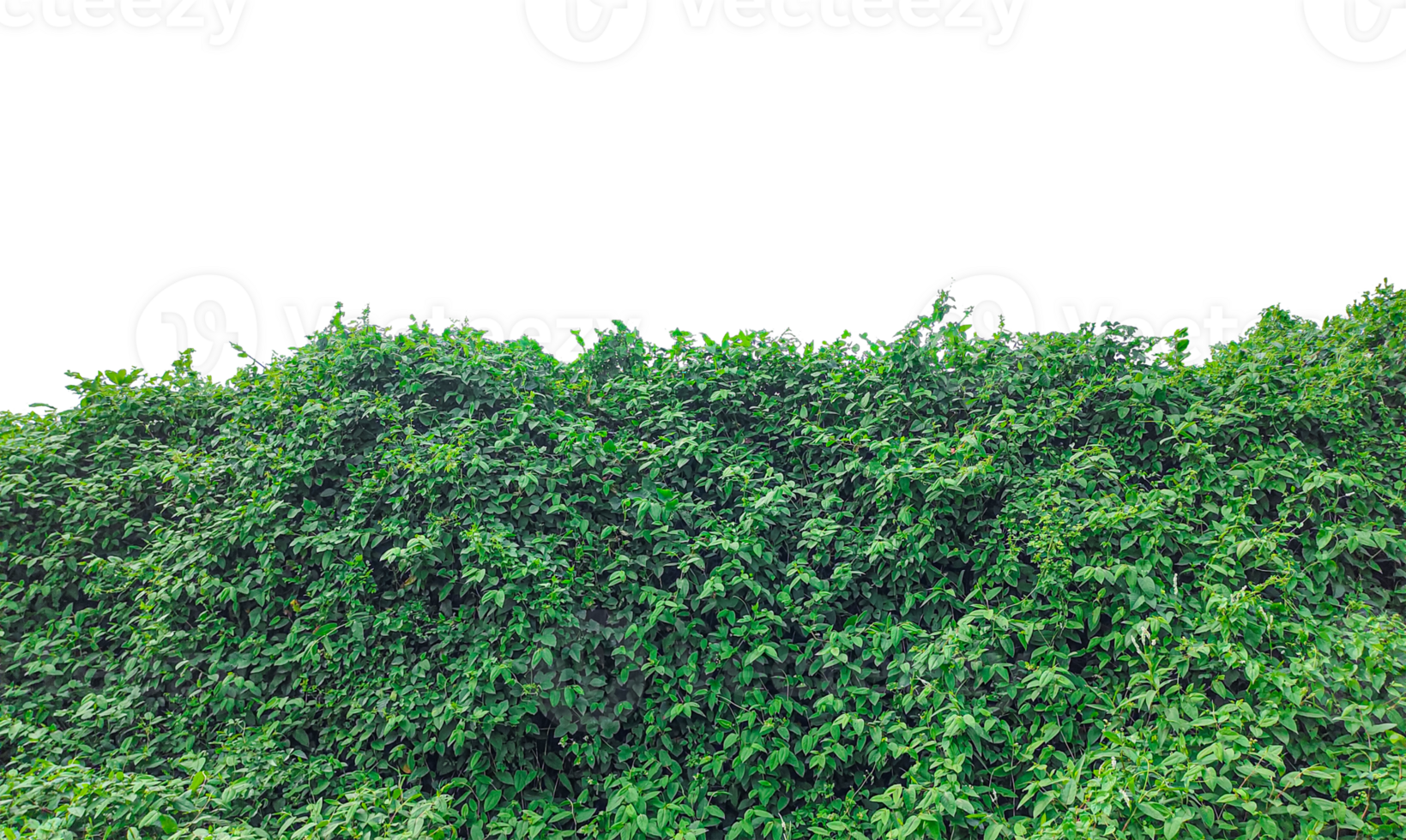 green bushes on a transparent background, Lush Green Leaf Wall, green grass isolated png