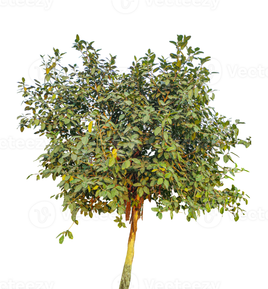verde exuberante árvore, uma árvore com folhas em isto, isolado em uma transparente fundo, uma árvore em uma transparente fundo, uma árvore com folhas em isto, png