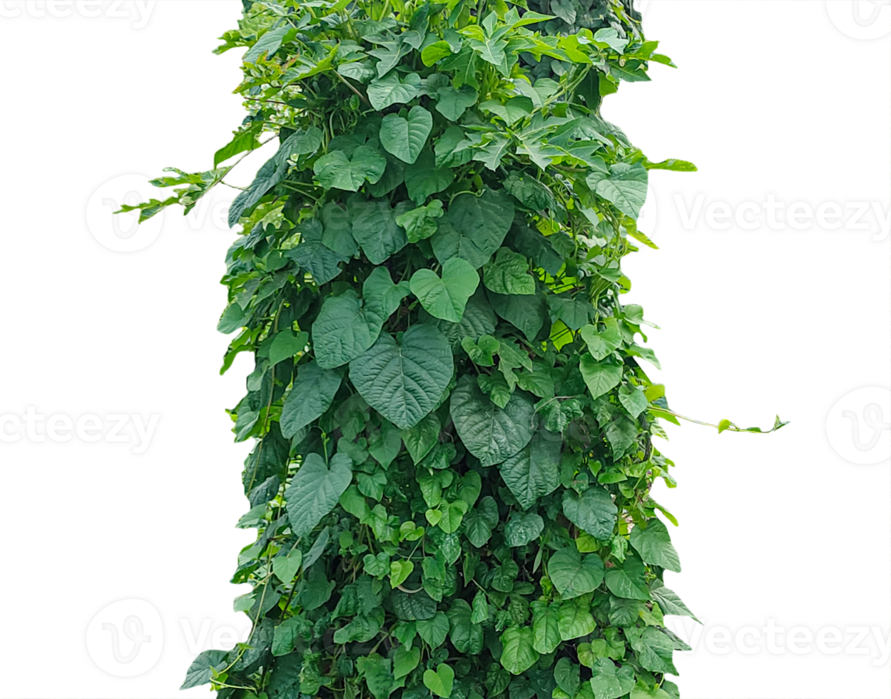 a tall green plant with leaves on wall, Lush Green Ivy plant frame , green ivy on a wall png