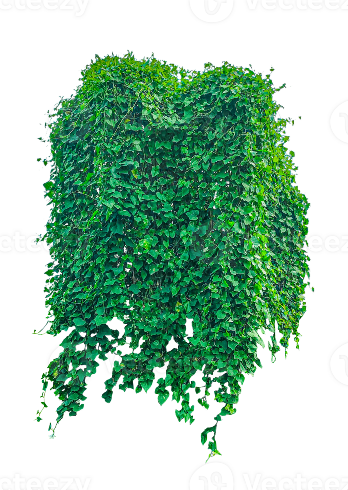 green ivy plant on a background, Green Ivy Wall, green tree isolated on transparent png