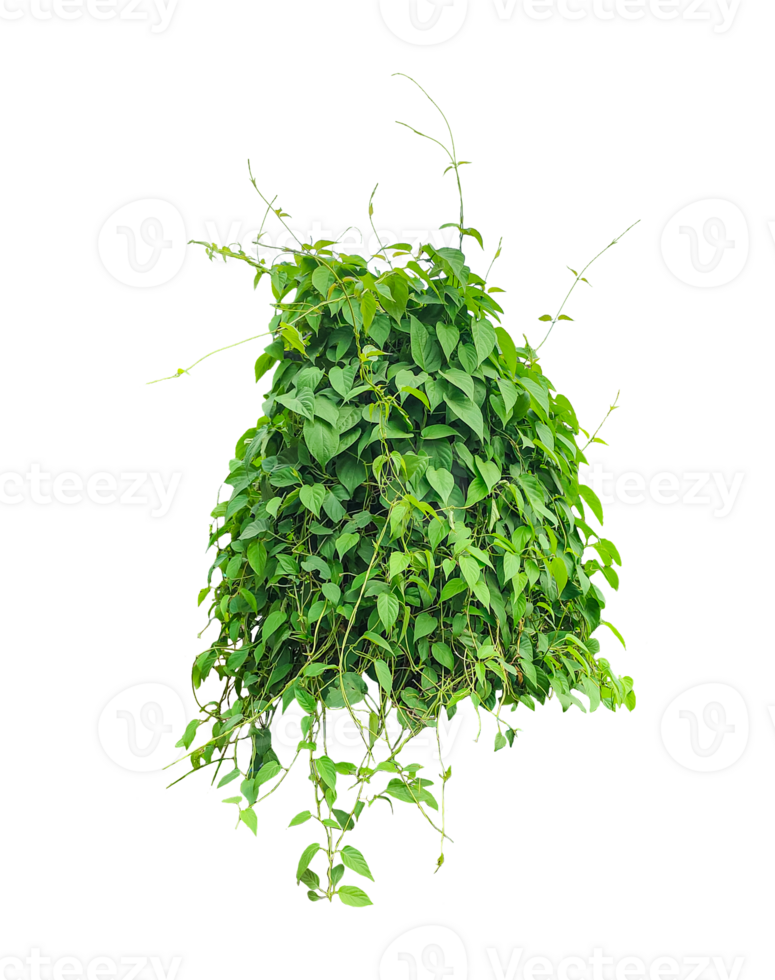 a plant on a transparent background with leaves, Lush Green Climbing Plant, bunch of parsley ivy png