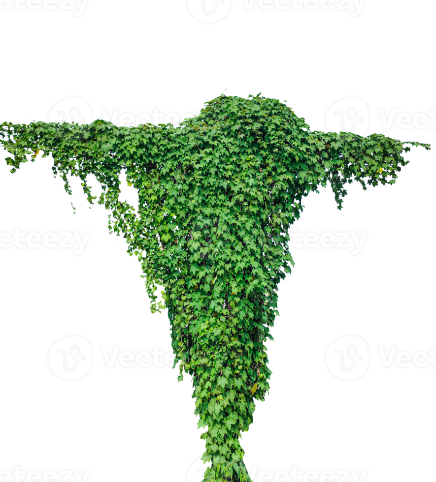 a green plant growing on a tree trunk, Green Ivy Plant on Background, Dense Green Vine Foliage Cascading Down in a Cross-Like Shape Against a Pristine transparent Background png