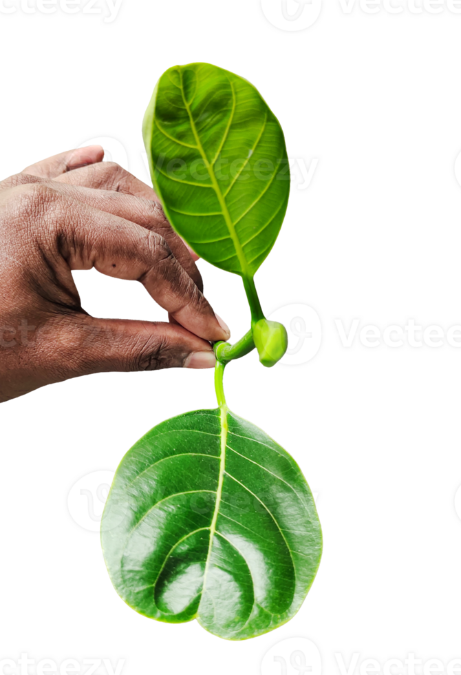a hand holding green Jackfruit tree branch with leaf isolated, plant with root with green leaves on a transparent background, Young Jackfruit Plant, Jackfruit Sprout png