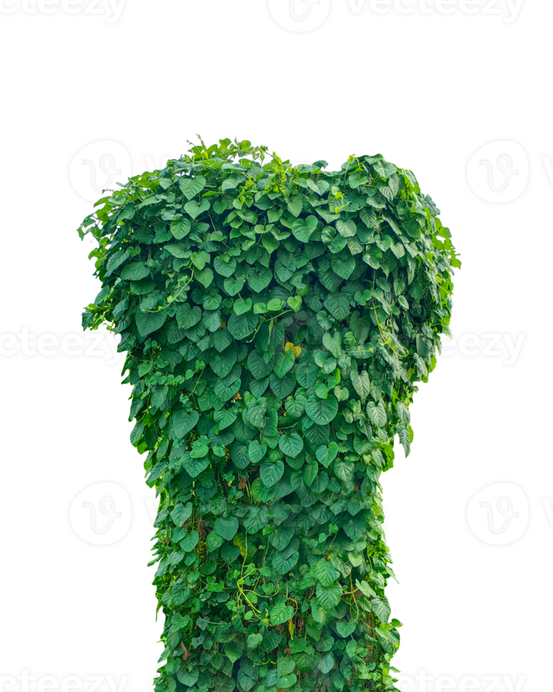 a green plant growing on a background, Heartleaf Plant, green ivy leaves isolated, png