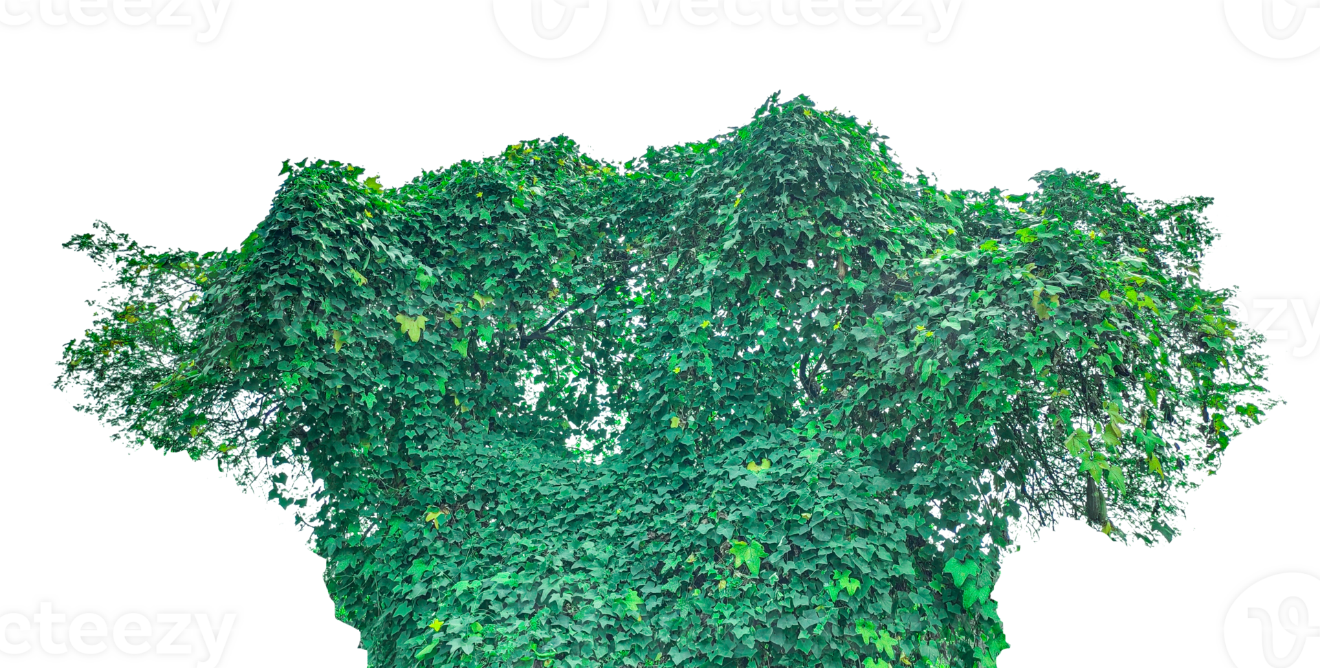a green plant on a transparent background, Lush Green Vine Covered Tree, green house from leaves png