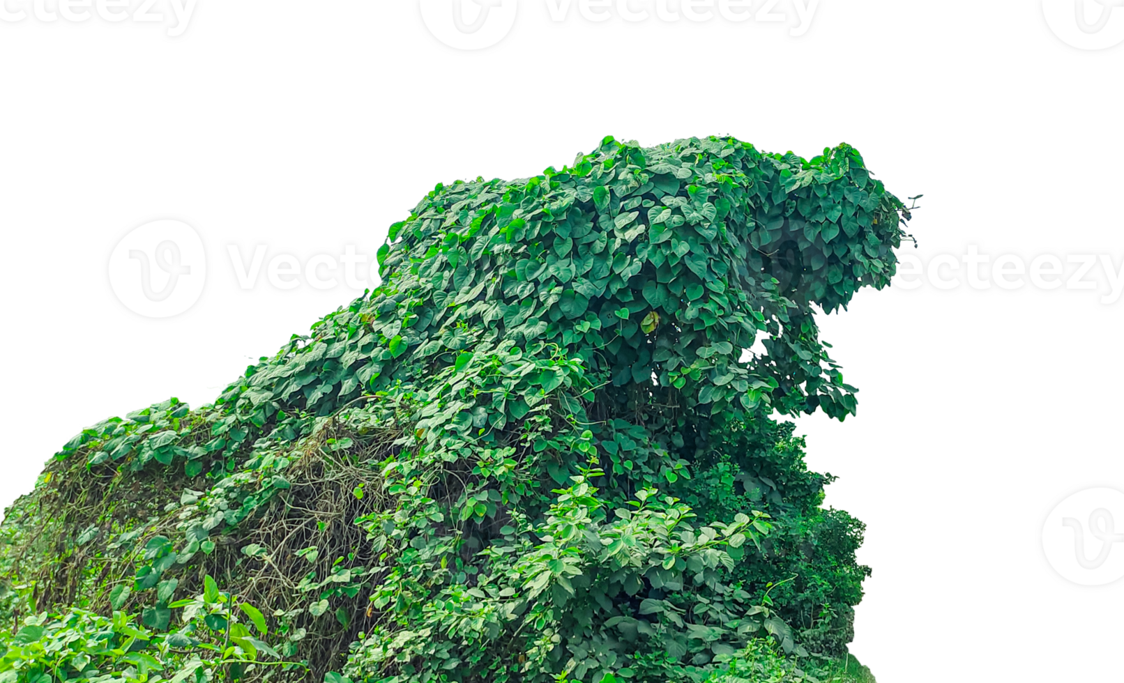 a large green plant growing on top of a rock, Lush Green Vine, green tree leaf in gorilla shape png