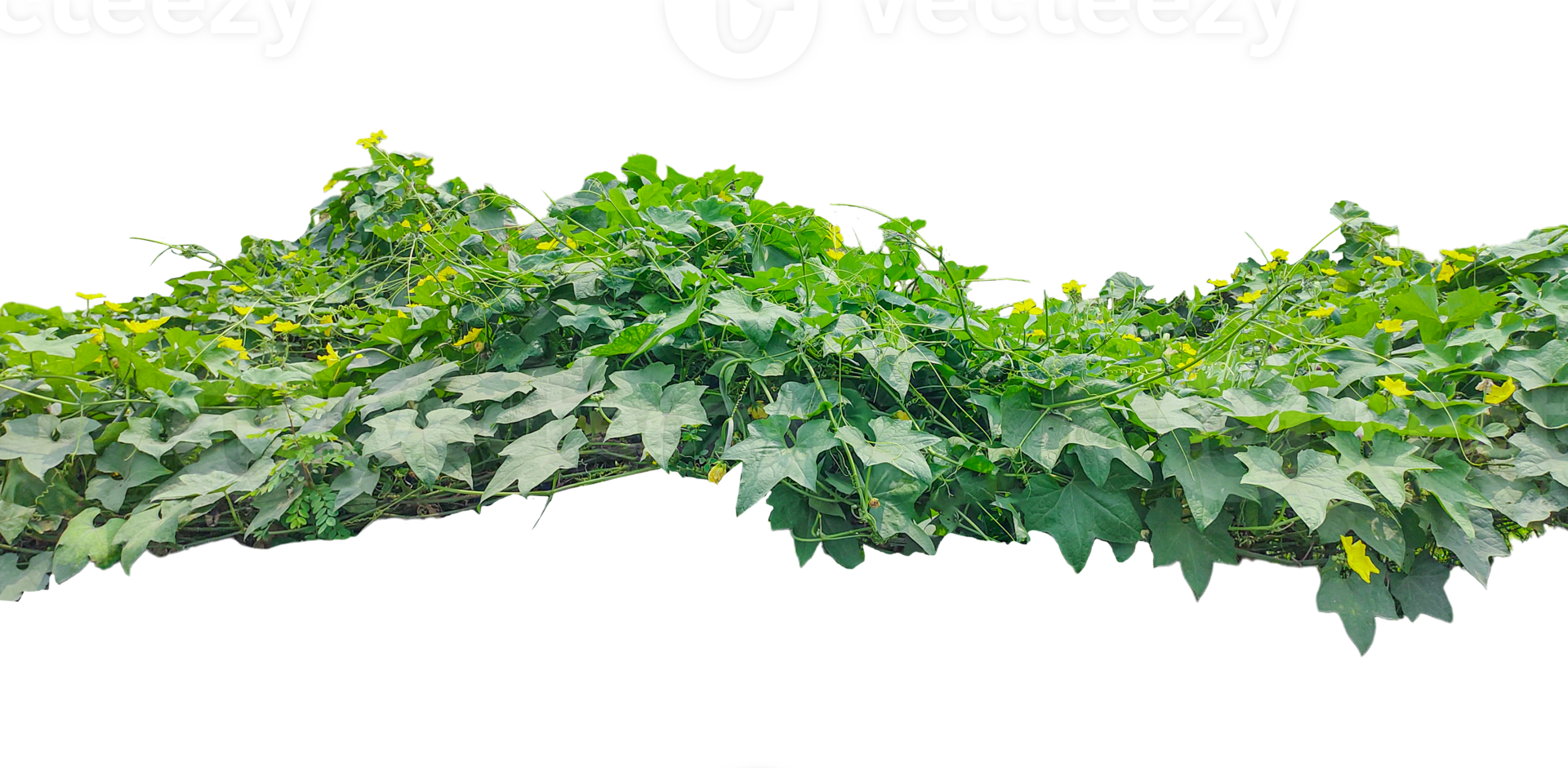 a plant with leaves and flowers on it, Lush Green Ivy, a vine with green leaves on it, Lush Green Vine with Yellow Flowers png