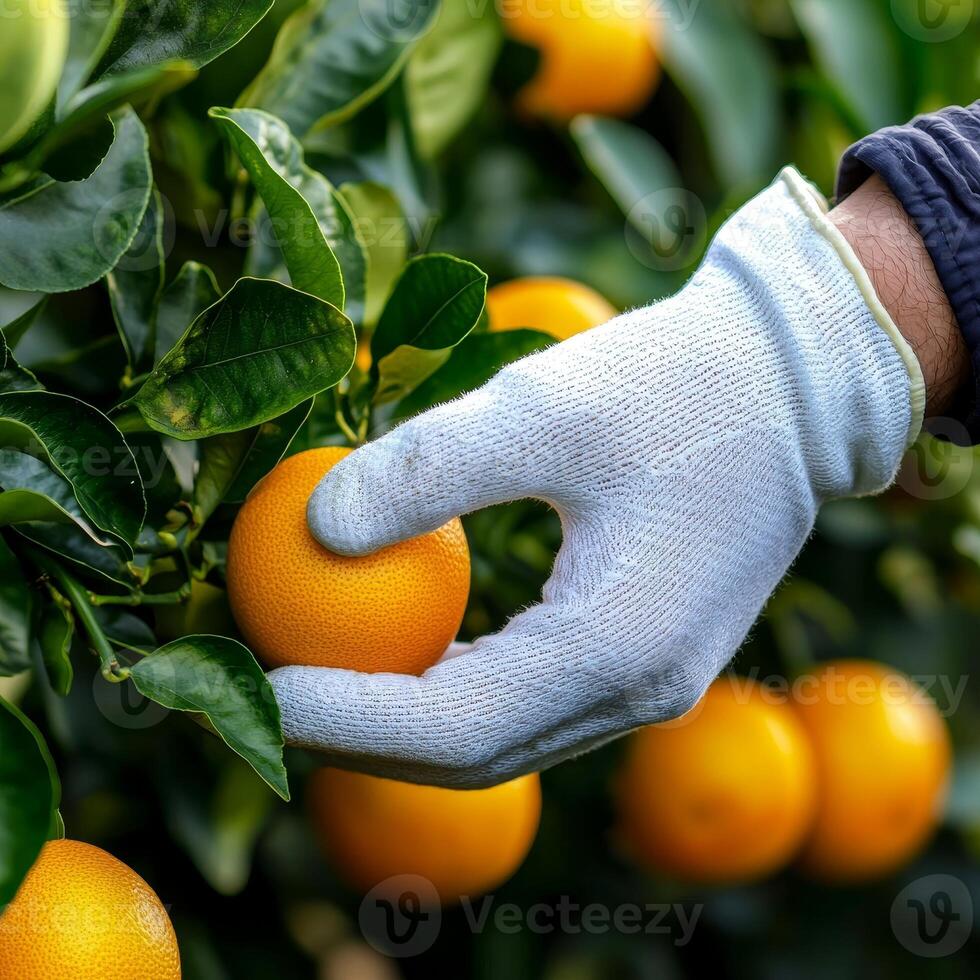 Farmland investment benefits. A hand in a glove picking an orange from a tree. photo