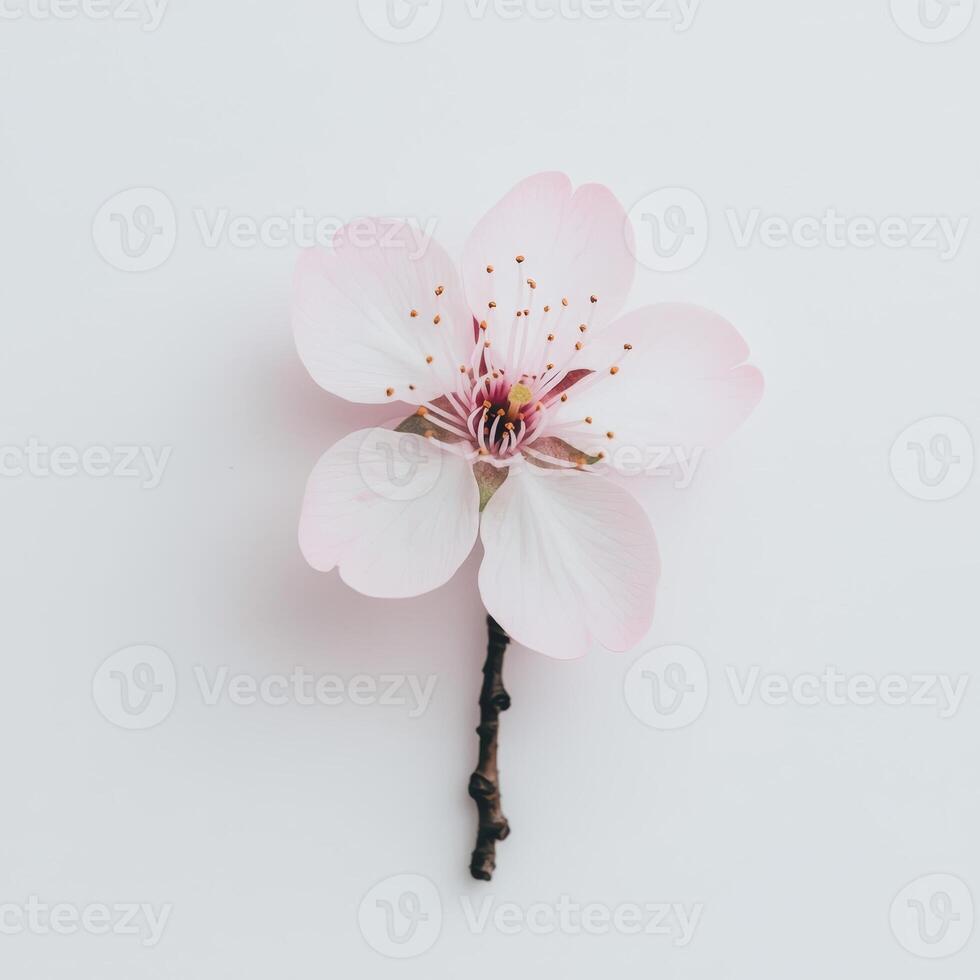 Cherry blossom minimal, Delicate pink cherry blossom on a light background. photo