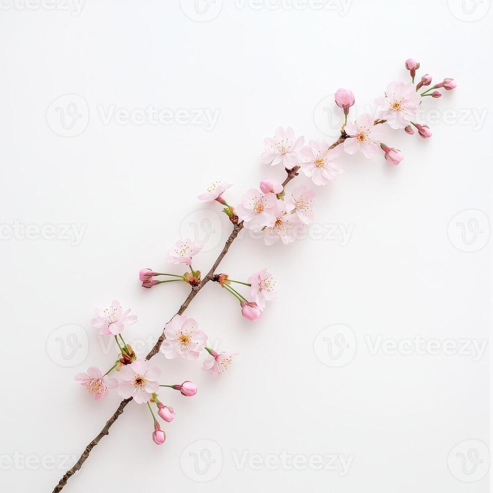 Cherry blossom minimal, Delicate cherry blossom branch on a plain background. photo