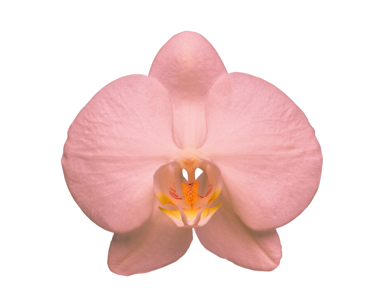 A flower in the desert isolated on a transparent background png