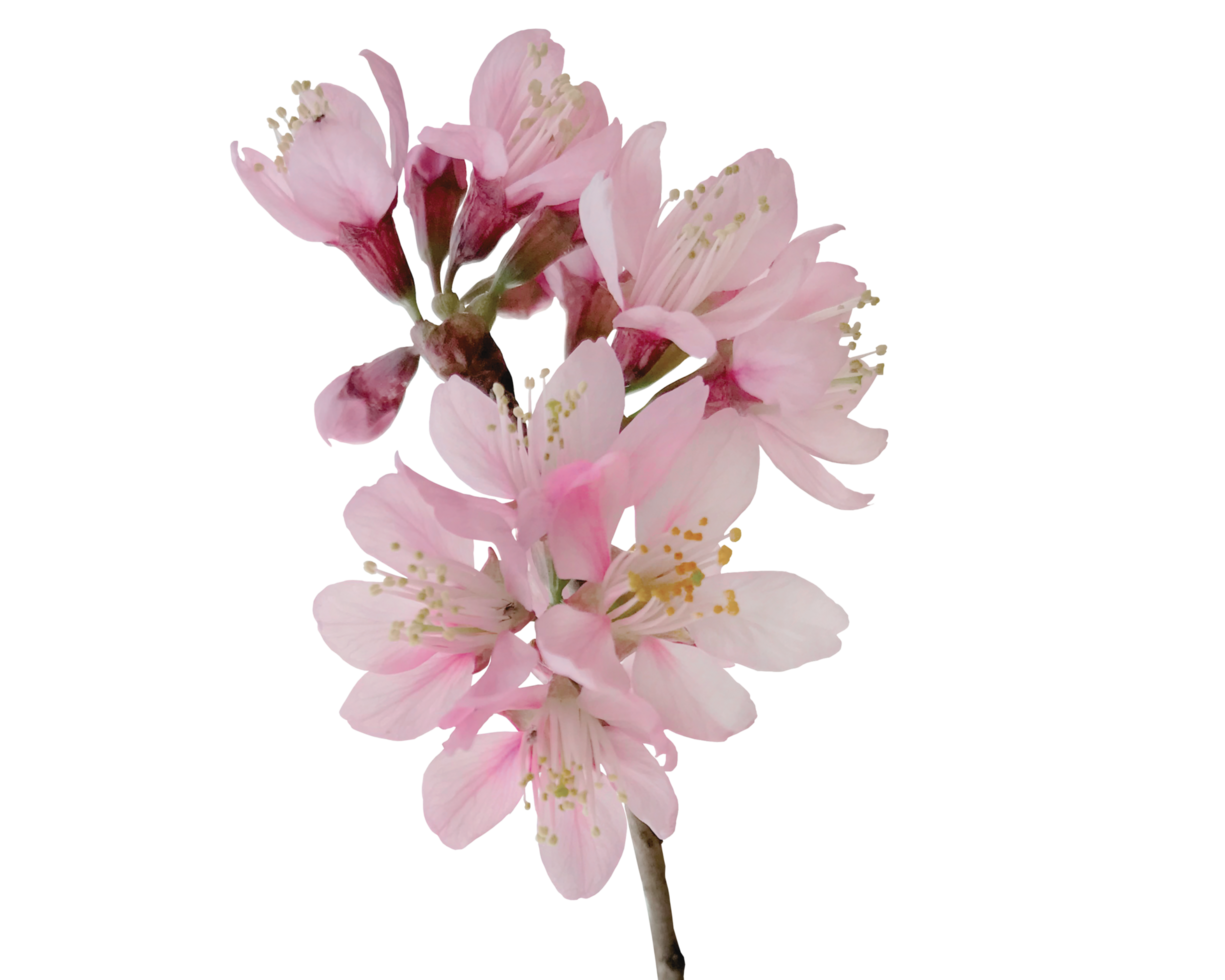 A beautiful white flower in the isolated on a transparent background png