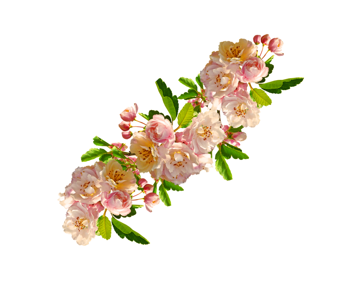 A group of pink flowers with green leaves isolated on transparent background png