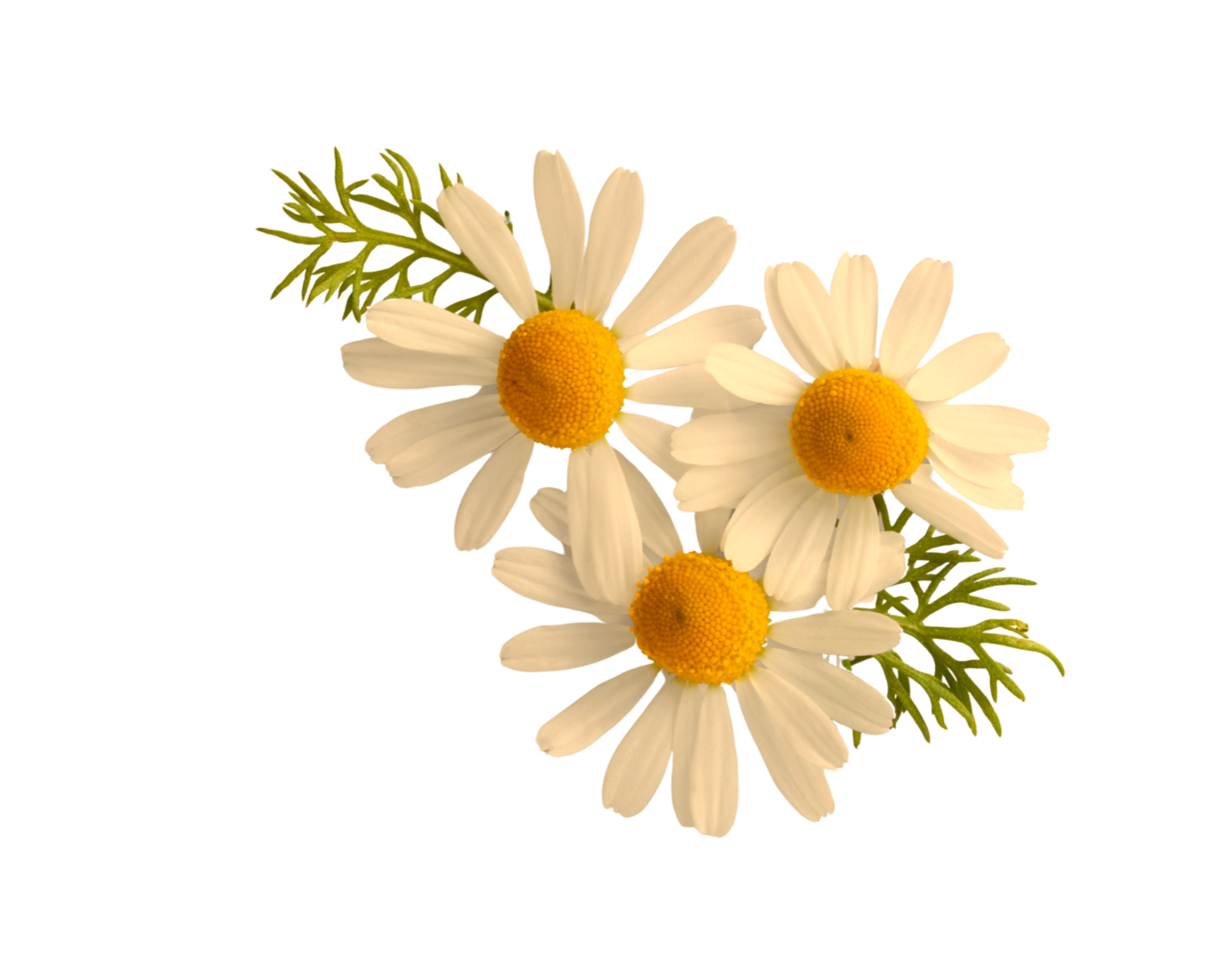 A group of white and yellow flowers isolated on transparent background png
