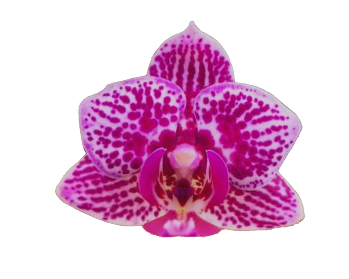 A close up of a flower isolated on transparent background png