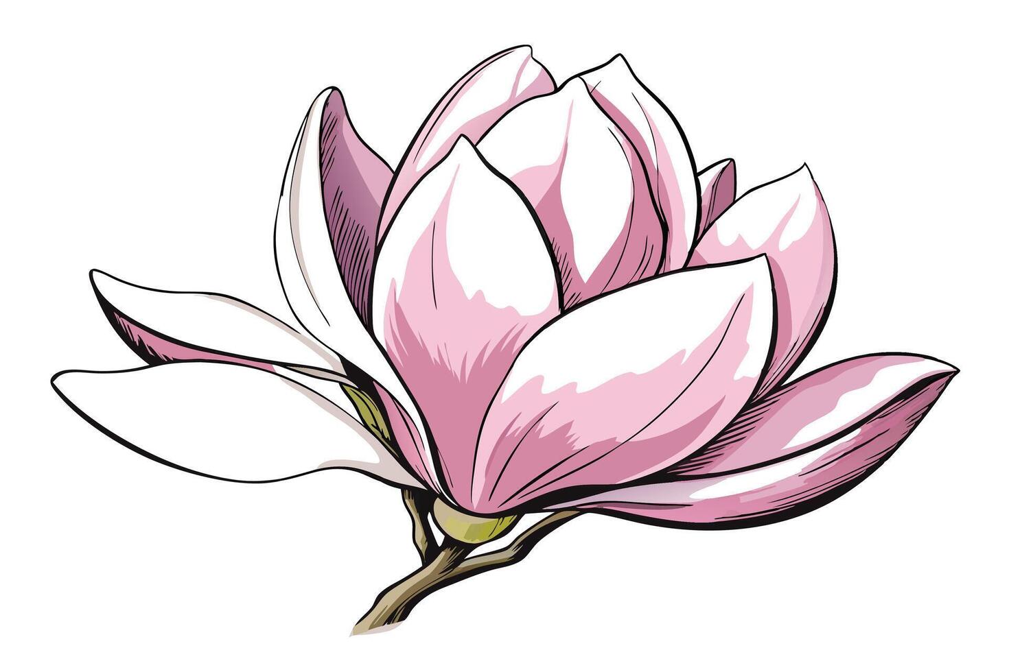 Elegant Pink Magnolia Blossom, Botanical Illustration, Floral Art vector