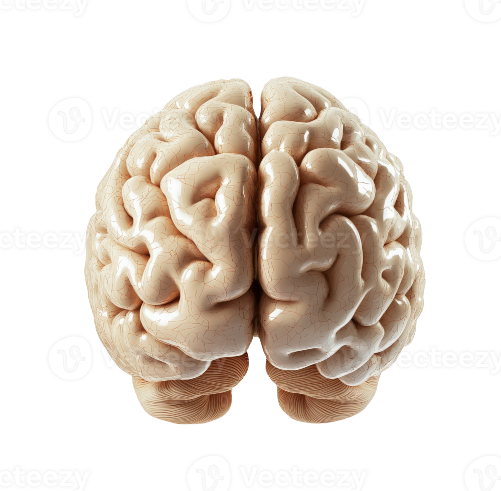 3d model of human brain isolated on transparent background png