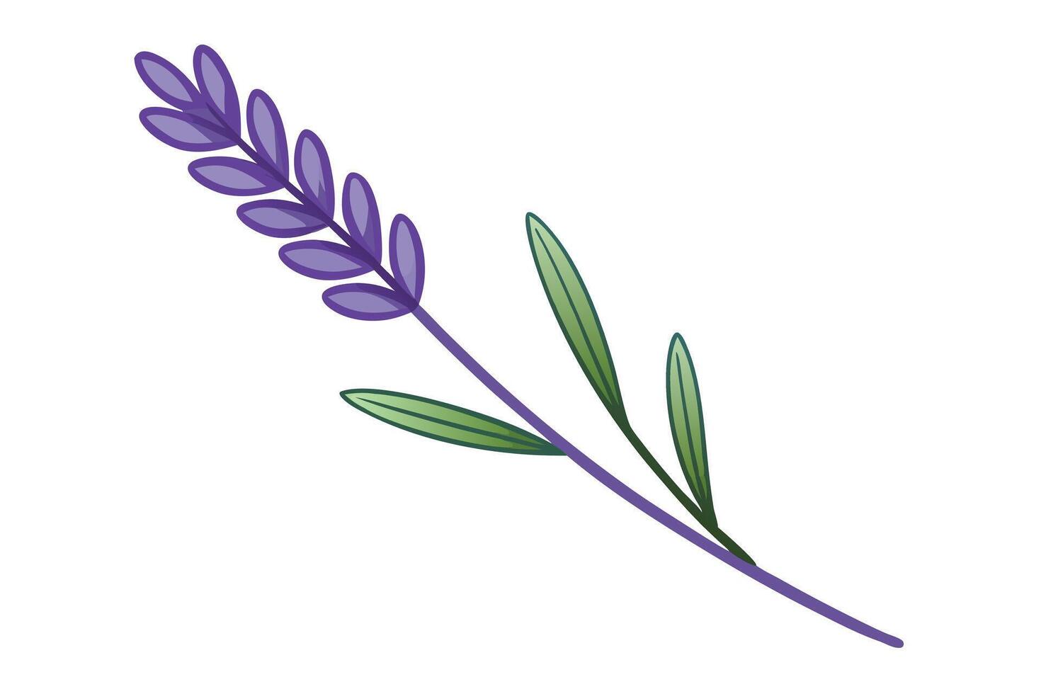 Elegant Lavender Sprig Purple Flowers, Green Leaves, Botanical Illustration vector