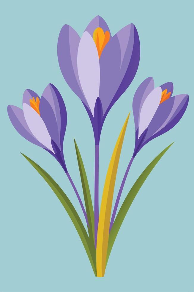 Three Purple Crocus Spring Flowers, Nature Illustration, Botanical Art vector