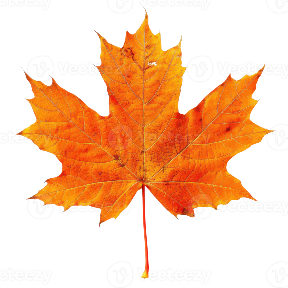Isolated Maple Leaf on Transparent Background Vibrant Autumn Symbol, Seasonal Clipart, and Nature-Inspired Digital Artwork for Fall Designs png
