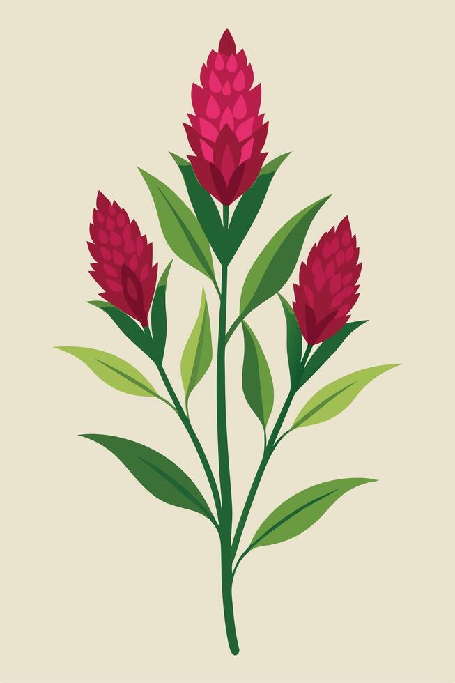 Crimson Pinecone Ginger Flowers Elegant Botanical Illustration vector