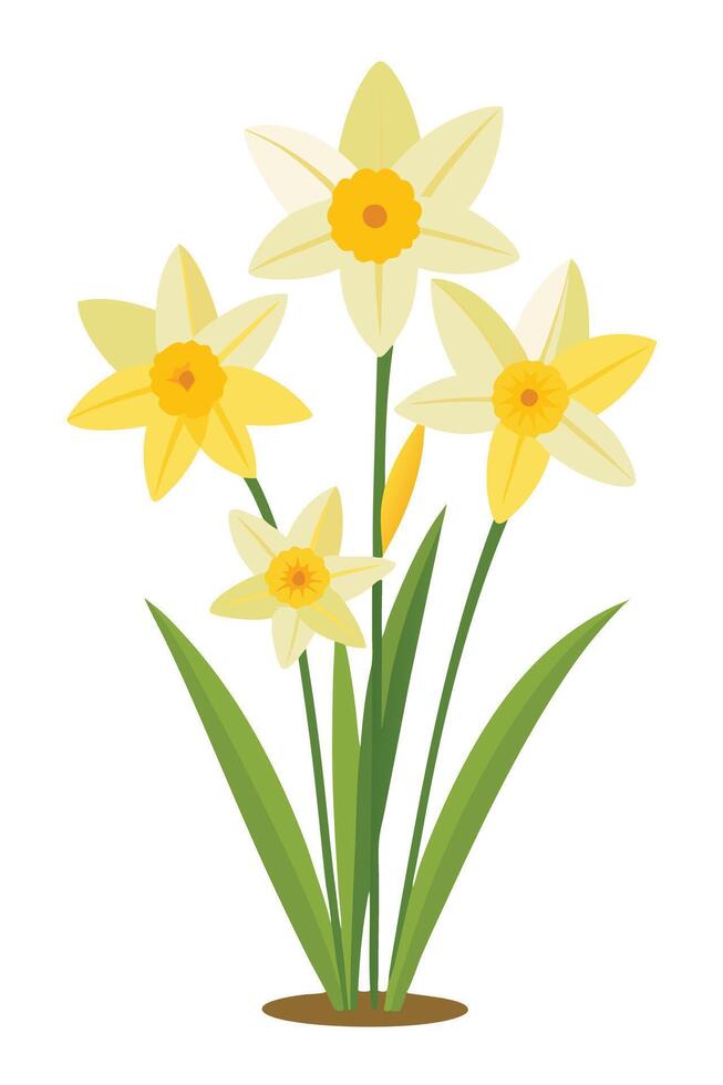 Elegant Yellow Daffodils Spring Flowers Blooming Garden Illustration vector