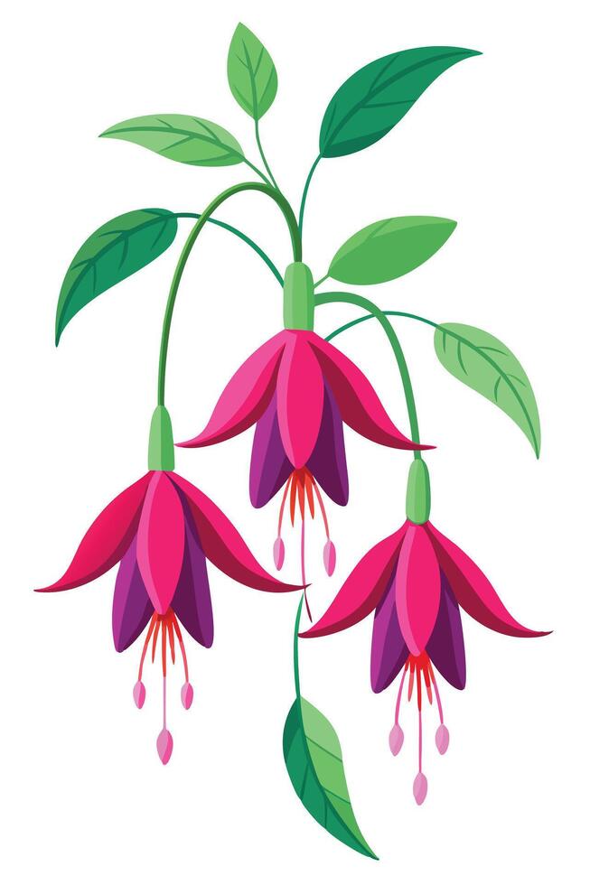 Vibrant Pink Fuchsia Flowers, Botanical Illustration, Hanging Blooms vector