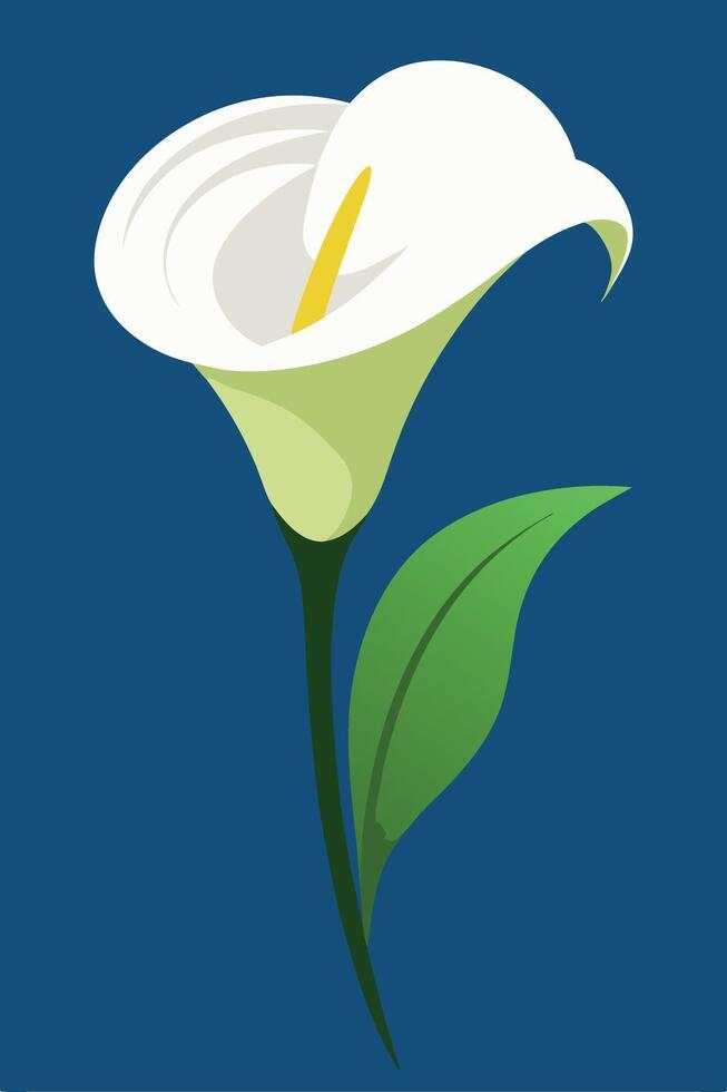 Elegant White Calla Lily, Single Bloom, Green Leaf, Dark Blue Background, Simple Illustration, Flora vector
