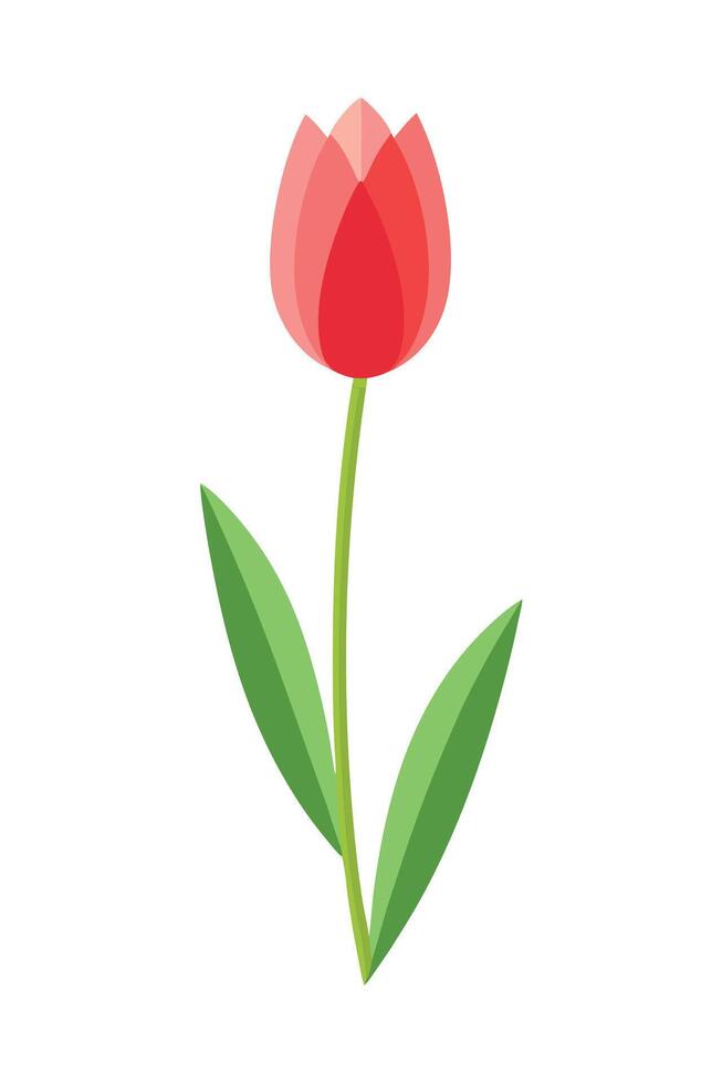 Single Red Tulip Flower, Spring Bloom, Green Leaves, Botanical Illustration vector
