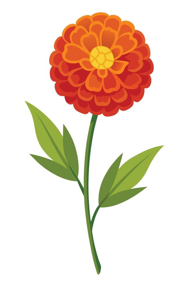 Vibrant Orange Zinnia Flower, Single Stem, Green Leaves, Botanical Illustration vector