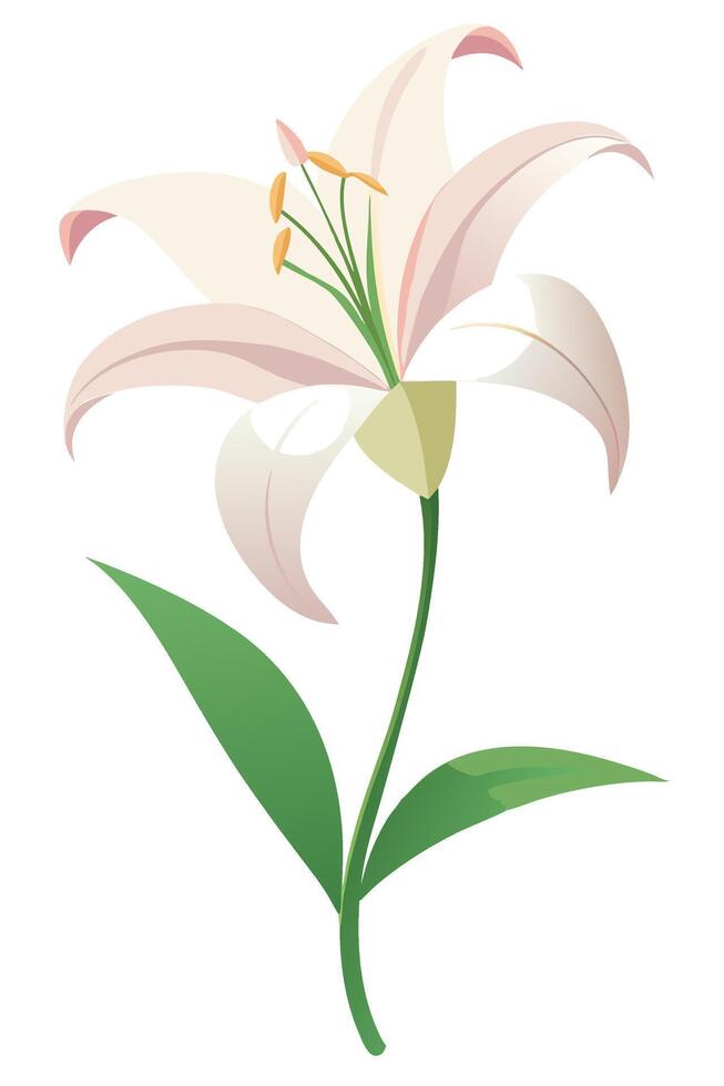 Elegant White Lily Flower Blossom, Natures Beauty, Floral Design vector