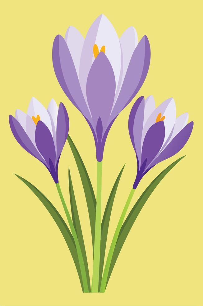 Spring Crocus Flowers Purple Petals, Yellow Background, Green Leaves vector