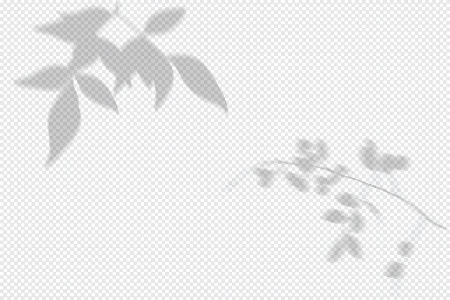 Transparent Shadows of Leaves. Decorative Design Elements for Collages, Beautiful Mockup Overlay Effect vector