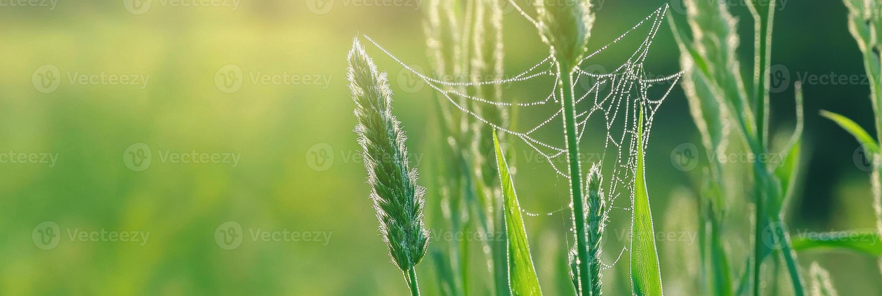 Morning dew on spider web in sunlit grass field capturing natural beauty photo