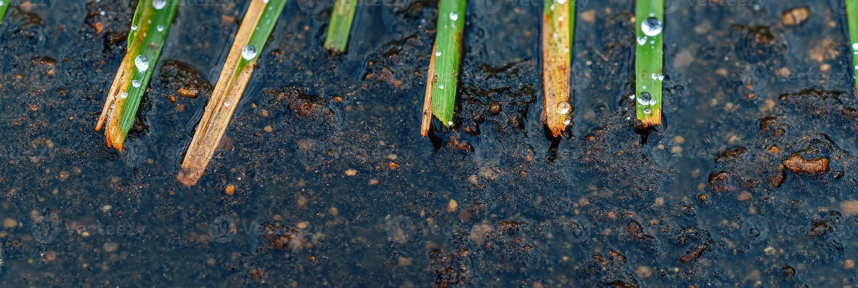 Close-up of wet pine needles with raindrops on asphalt surface as background photo