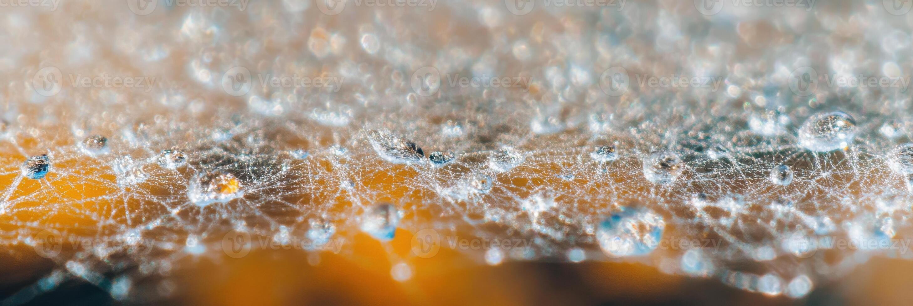 Dew drops on intricate spider web with soft bokeh background in nature photo