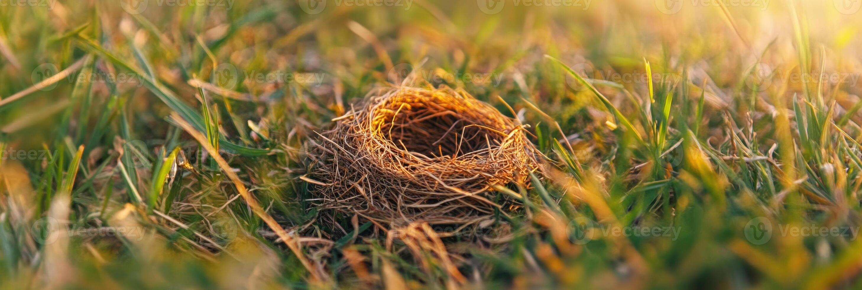Empty bird nest on grass in natural outdoor setting during warm sunset photo