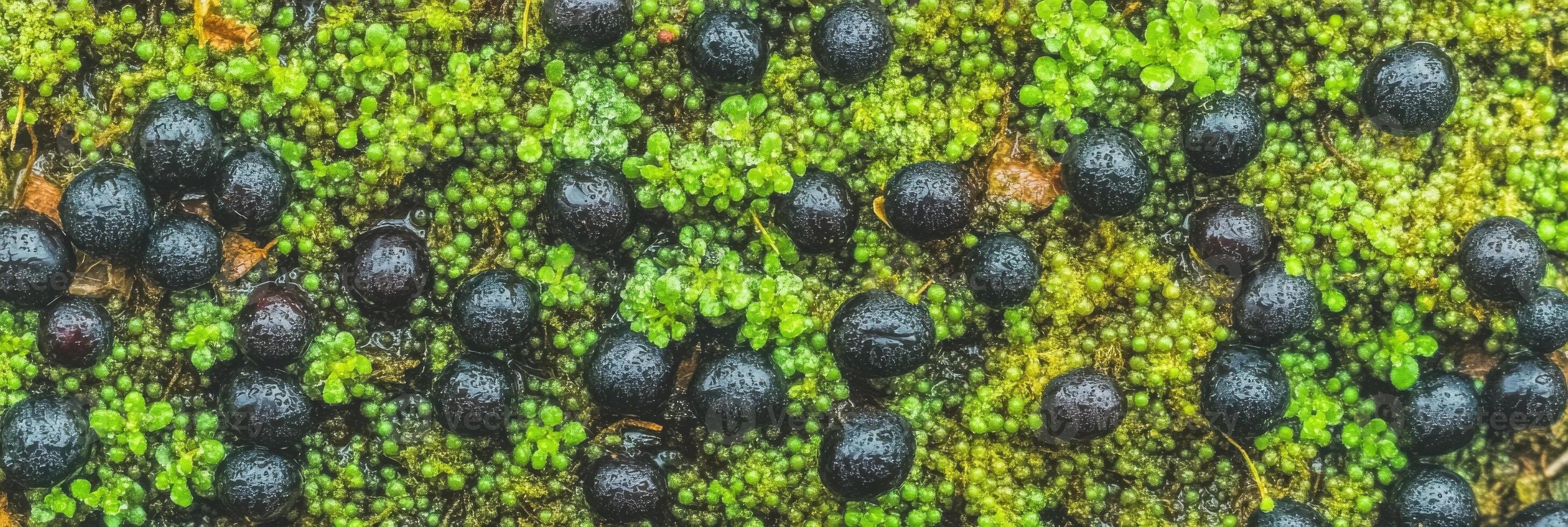 Black berries on a vibrant green moss background in nature's texture scene photo