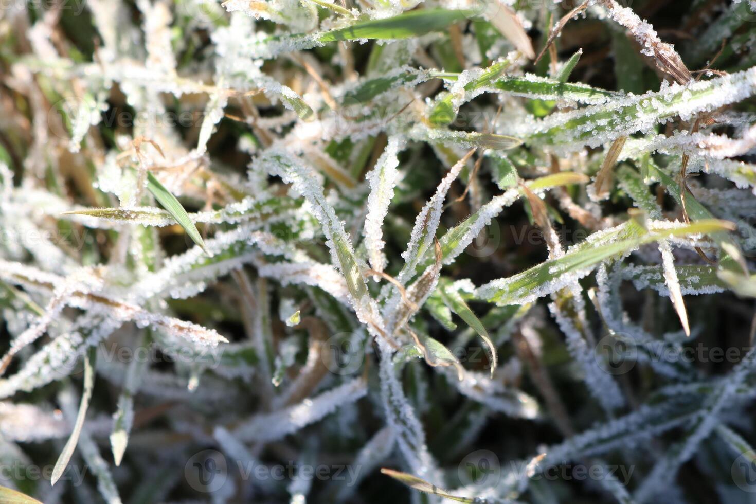 The FrostCovered Grass in the Tranquil Winter Landscape Captures a Unique Aesthetic photo