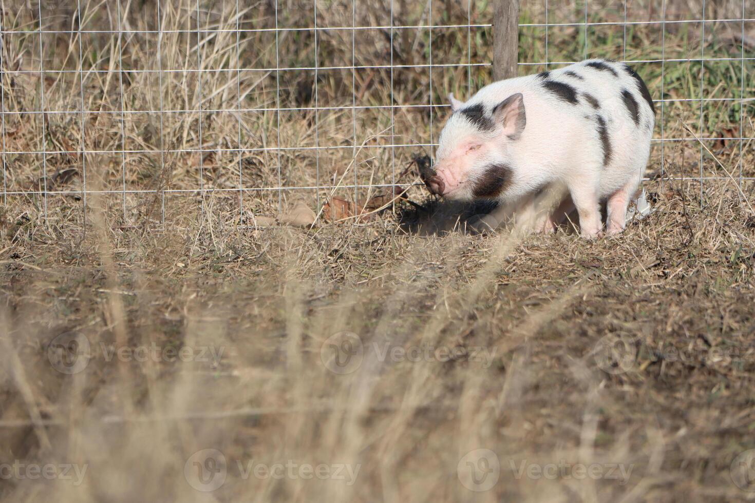 A curious and playful piglet is foraging and exploring in the lush green field nearby photo