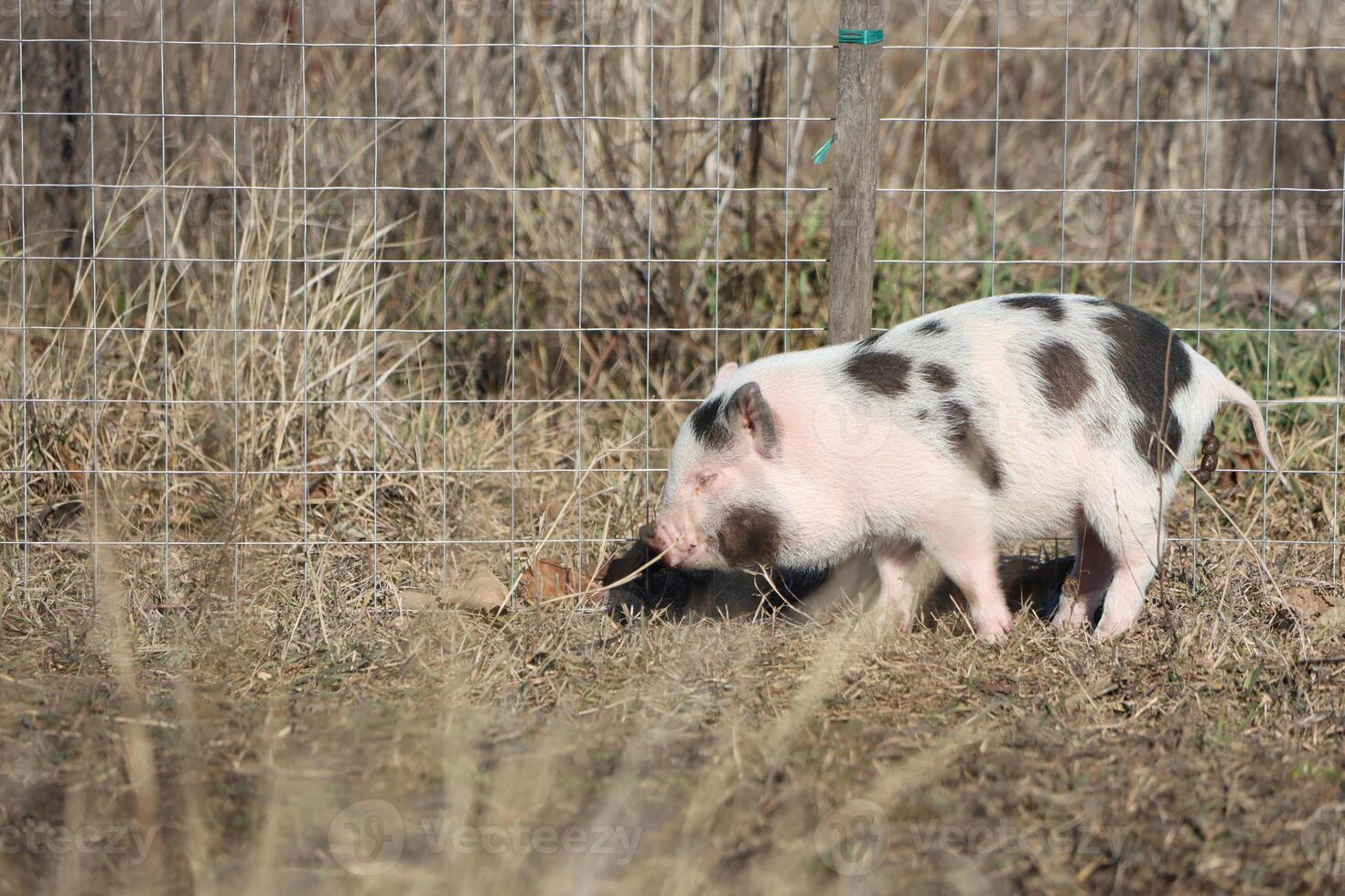 The adorable little piglet is foraging joyfully in the open field, showcasing a playful nature photo