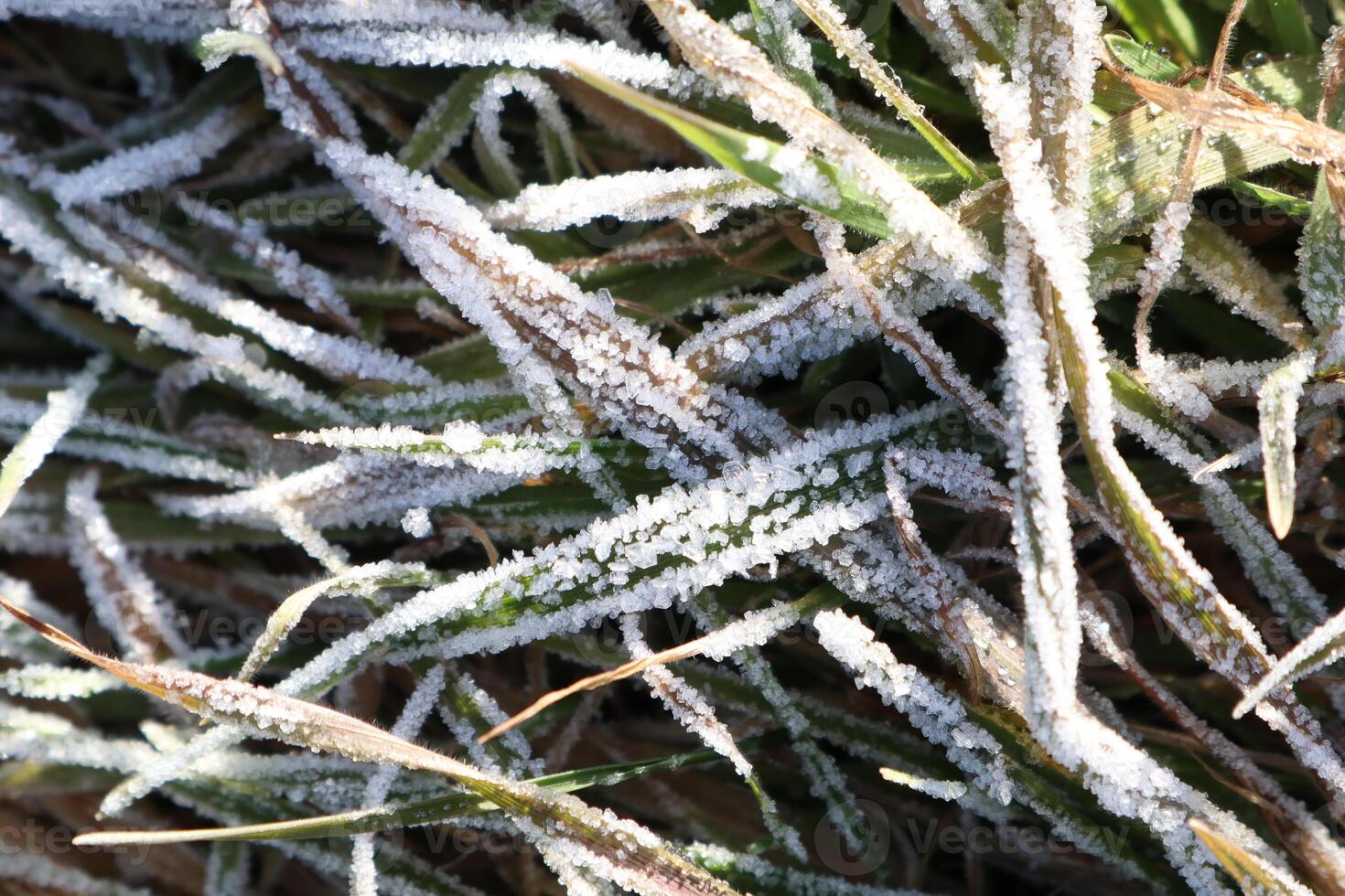 The scene of frosty grass illuminated by the gentle glow of morning light is truly stunning photo
