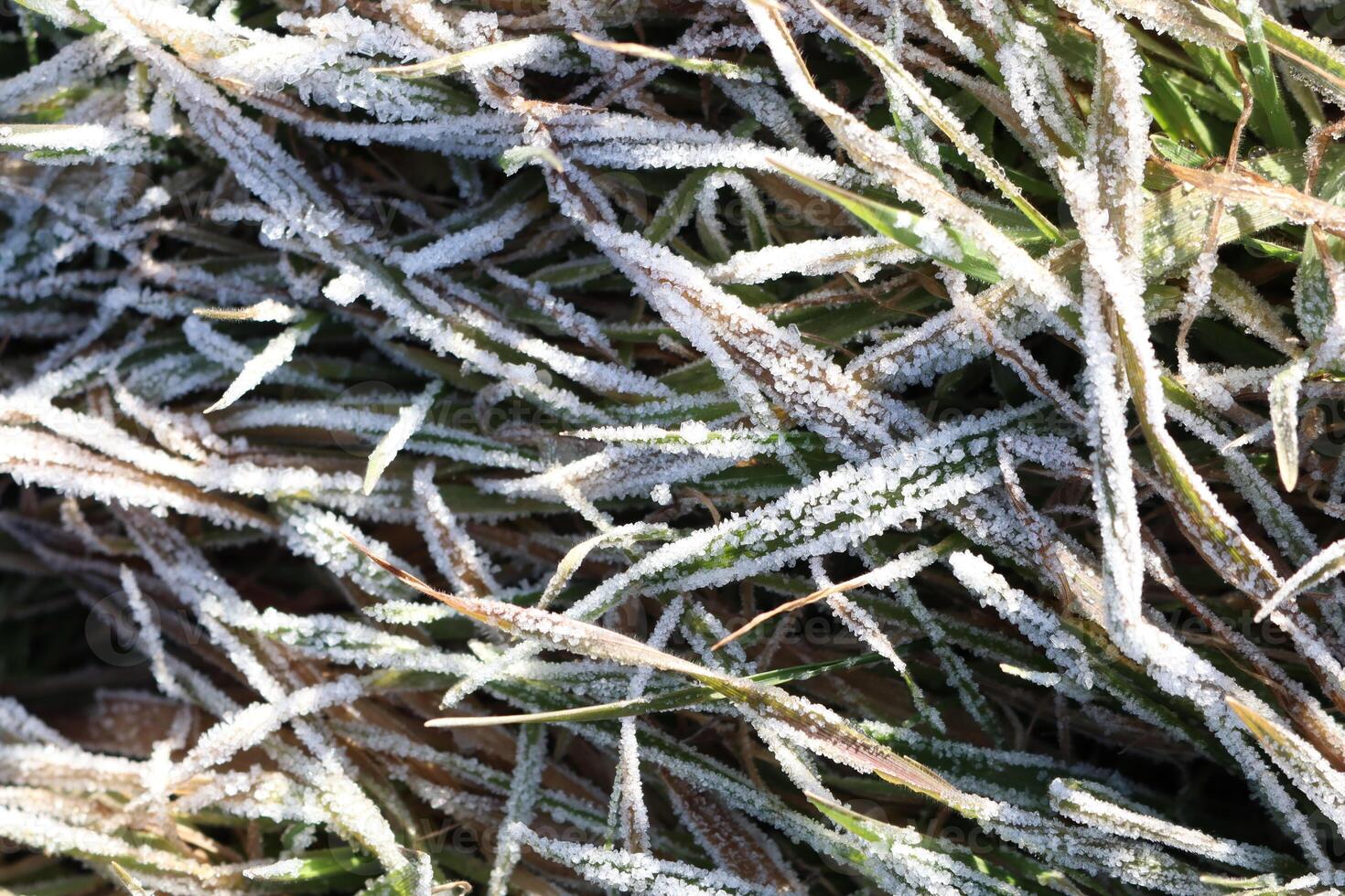 Frost Covered Grass in the Beautiful Light of a Winter Morning is truly breathtaking photo