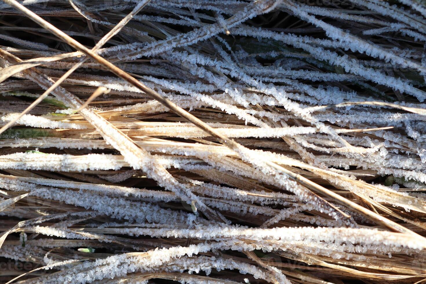The Delicate Beauty of the Frosted Grass Beautifully Illuminated by the Warm Winter Sunlight photo