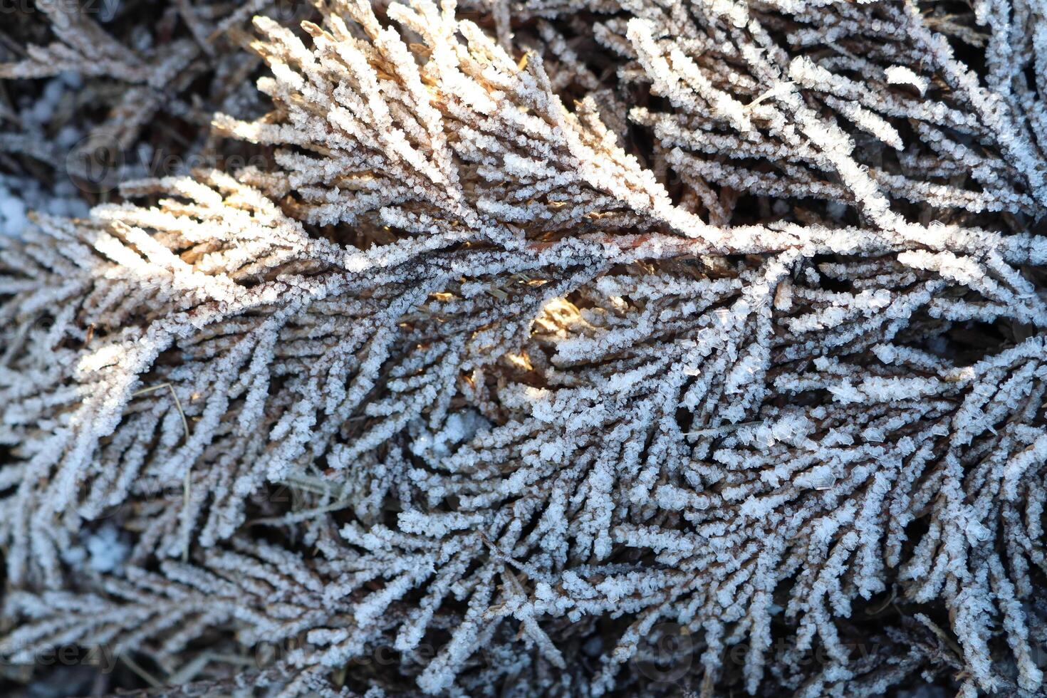 A gorgeous closeup view of a frosted evergreen branch showcasing its intricate details and beauty photo
