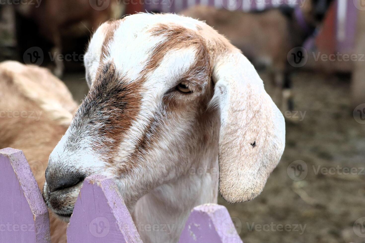 A closeup view of a very curious goat standing by a beautifully colorful fence nearby photo