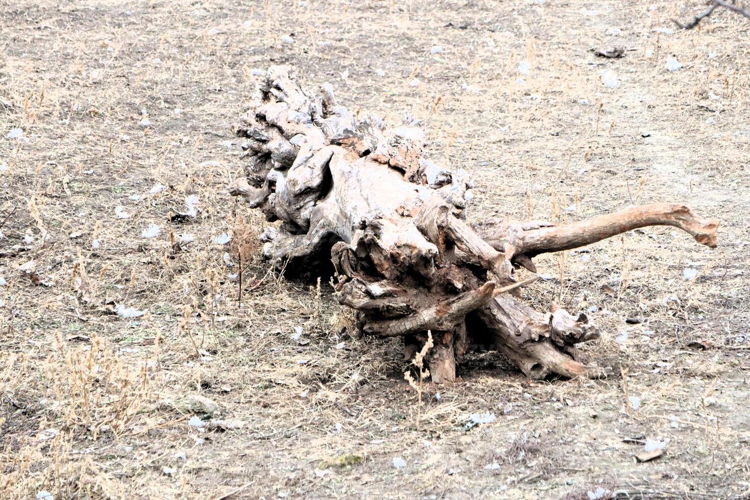 Weathered Driftwood Found on a Dry and Dusty Ground Surface in a Desert Environment photo