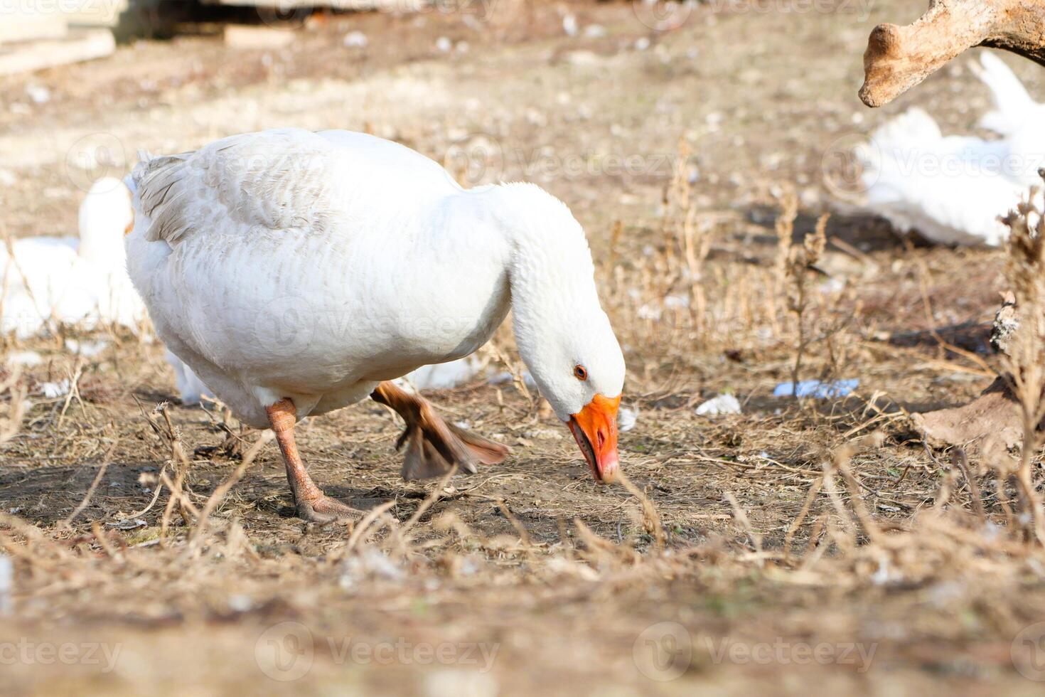 A magnificent White Goose is foraging in the lush green grass while basking under the warm sunlight photo