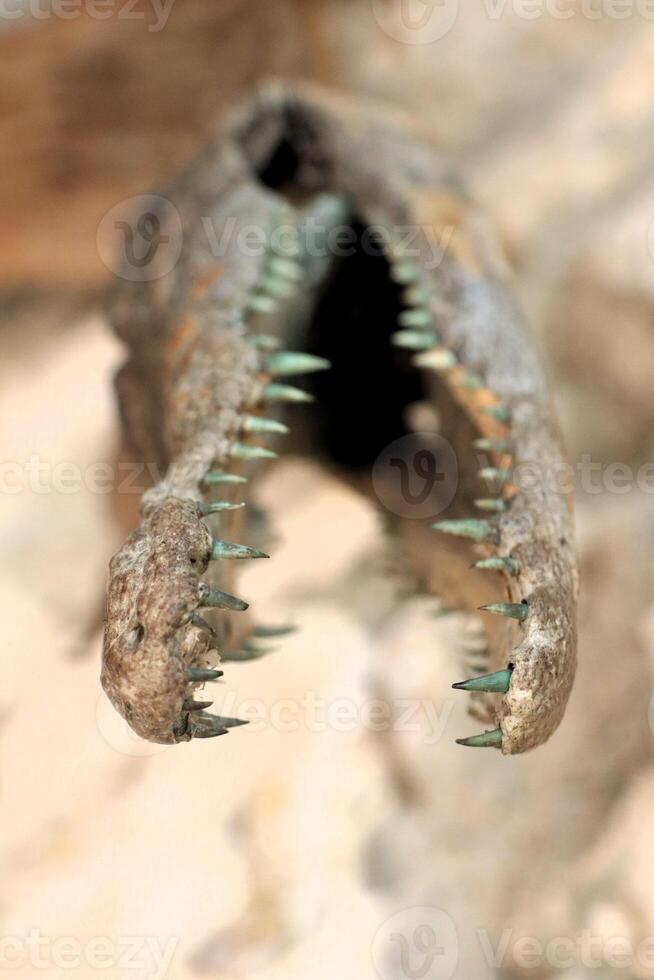 An ancient crocodile skull sculpture with sharp teeth, enhancing its uniqueness and allure photo