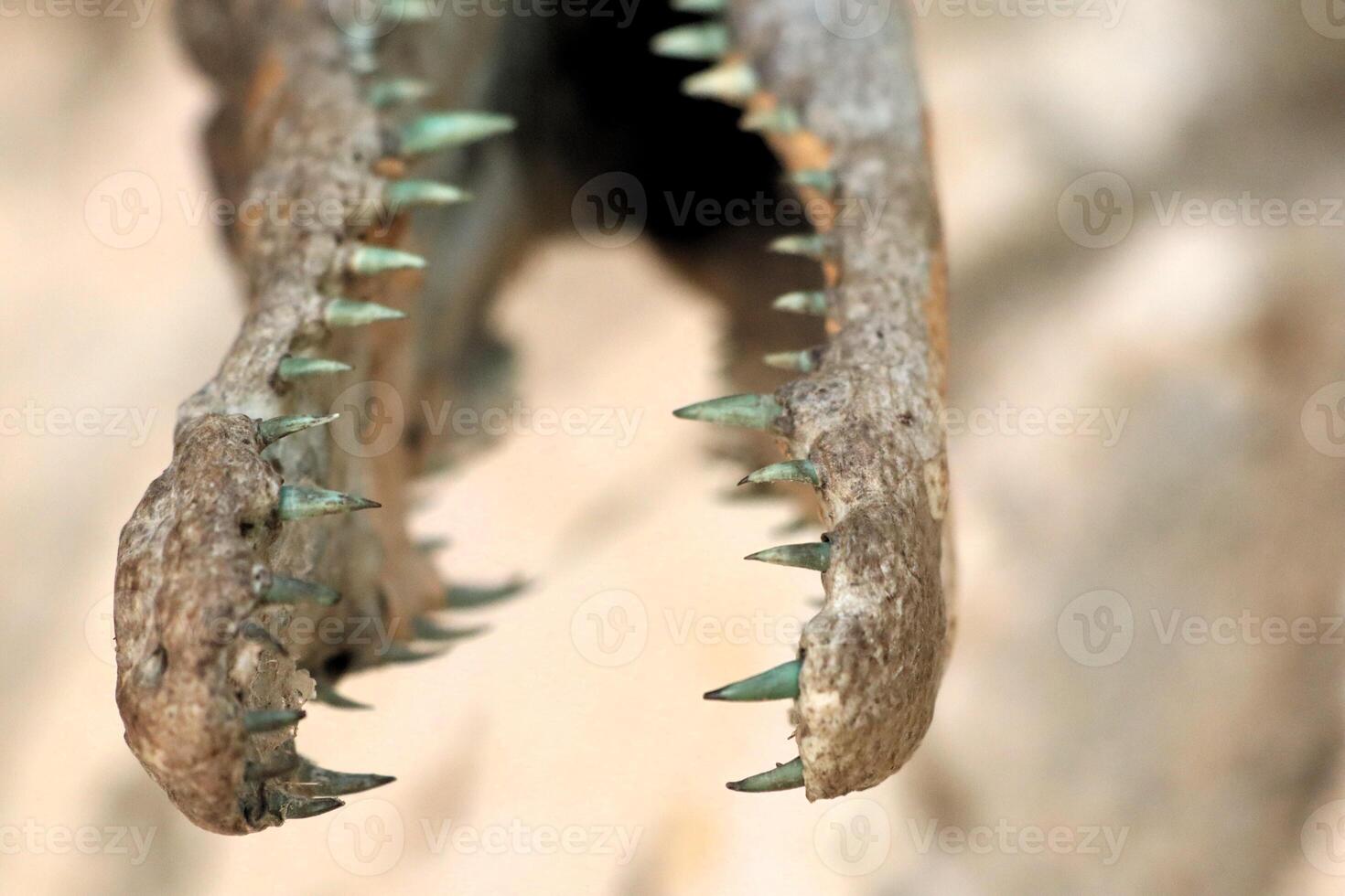 A detailed closeup image of an alligator skull showcasing its sharp and formidable teeth photo